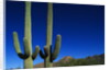 Cactuses at Sunrise by Anonymous
