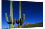 Cactuses at Sunrise by Anonymous