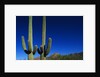 Cactuses at Sunrise by Anonymous