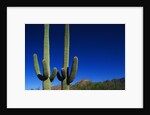 Cactuses at Sunrise by Anonymous