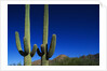 Cactuses at Sunrise by Anonymous