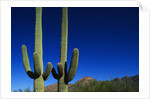 Cactuses at Sunrise by Anonymous