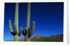 Cactuses at Sunrise by Anonymous