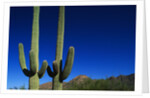Cactuses at Sunrise by Anonymous