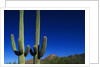 Cactuses at Sunrise by Anonymous