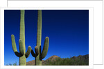 Cactuses at Sunrise by Anonymous