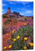 Wildflowers at Dead Horse Point by Anonymous