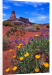 Wildflowers at Dead Horse Point by Anonymous