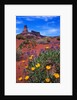 Wildflowers at Dead Horse Point by Anonymous