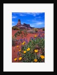 Wildflowers at Dead Horse Point by Anonymous