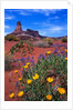 Wildflowers at Dead Horse Point by Anonymous