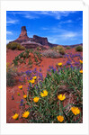 Wildflowers at Dead Horse Point by Anonymous