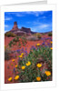 Wildflowers at Dead Horse Point by Anonymous