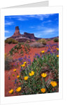 Wildflowers at Dead Horse Point by Anonymous