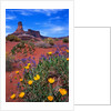 Wildflowers at Dead Horse Point by Anonymous