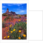Wildflowers at Dead Horse Point by Anonymous