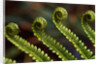Bracken Fern Fronds by Anonymous
