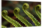 Bracken Fern Fronds by Anonymous