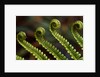 Bracken Fern Fronds by Anonymous