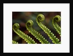 Bracken Fern Fronds by Anonymous