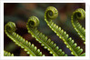Bracken Fern Fronds by Anonymous
