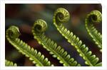 Bracken Fern Fronds by Anonymous