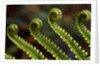 Bracken Fern Fronds by Anonymous