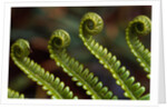 Bracken Fern Fronds by Anonymous