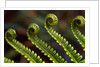 Bracken Fern Fronds by Anonymous