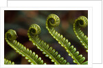 Bracken Fern Fronds by Anonymous