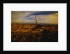 Tree Killed by Lava Flow by Anonymous