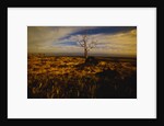 Tree Killed by Lava Flow by Anonymous