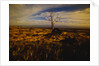 Tree Killed by Lava Flow by Anonymous