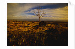 Tree Killed by Lava Flow by Anonymous