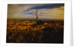 Tree Killed by Lava Flow by Anonymous