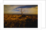 Tree Killed by Lava Flow by Anonymous