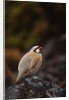 Chukar Vocalizing by Anonymous