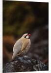 Chukar Vocalizing by Anonymous