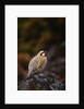 Chukar Vocalizing by Anonymous