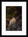 Chukar Vocalizing by Anonymous