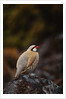 Chukar Vocalizing by Anonymous