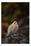Chukar Vocalizing by Anonymous