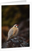 Chukar Vocalizing by Anonymous