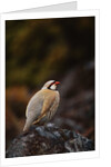 Chukar Vocalizing by Anonymous