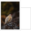 Chukar Vocalizing by Anonymous