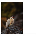 Chukar Vocalizing by Anonymous