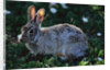 Eastern Cottontail by Anonymous
