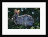 Eastern Cottontail by Anonymous