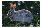 Eastern Cottontail by Anonymous