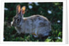 Eastern Cottontail by Anonymous